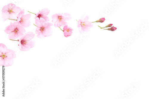 Beautiful cherry blossom isolated on white background. Copy space. Sign of spring