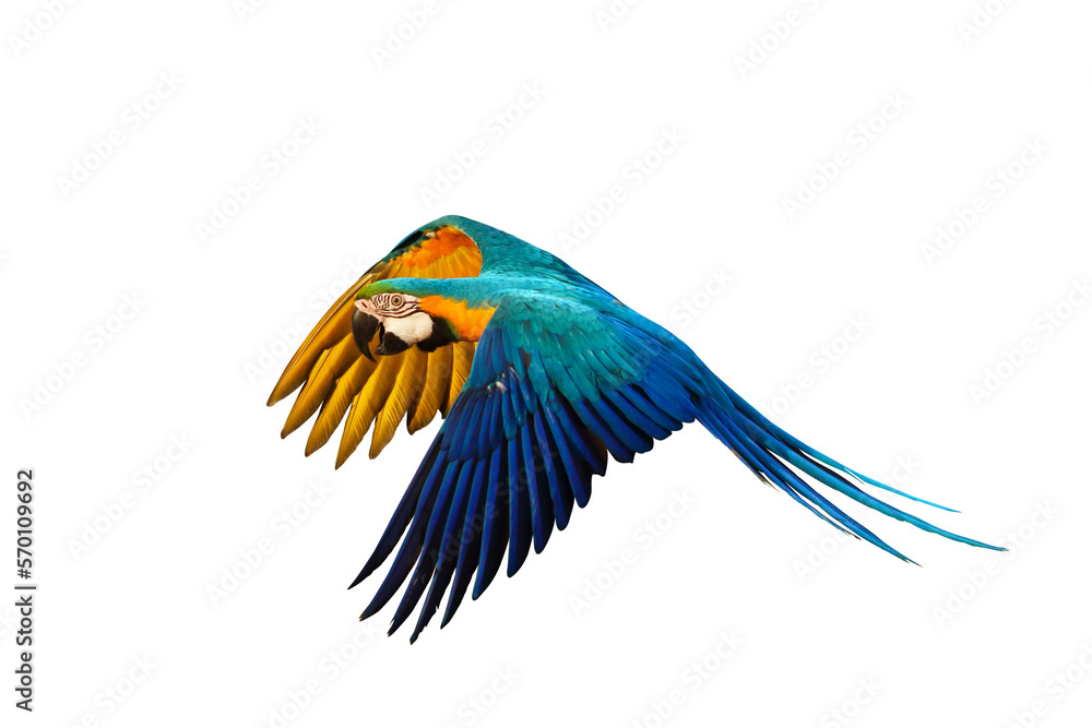 Fototapeta premium Colorful parrot flying isolated on transparent background png file. High quality instant download parrot png 
