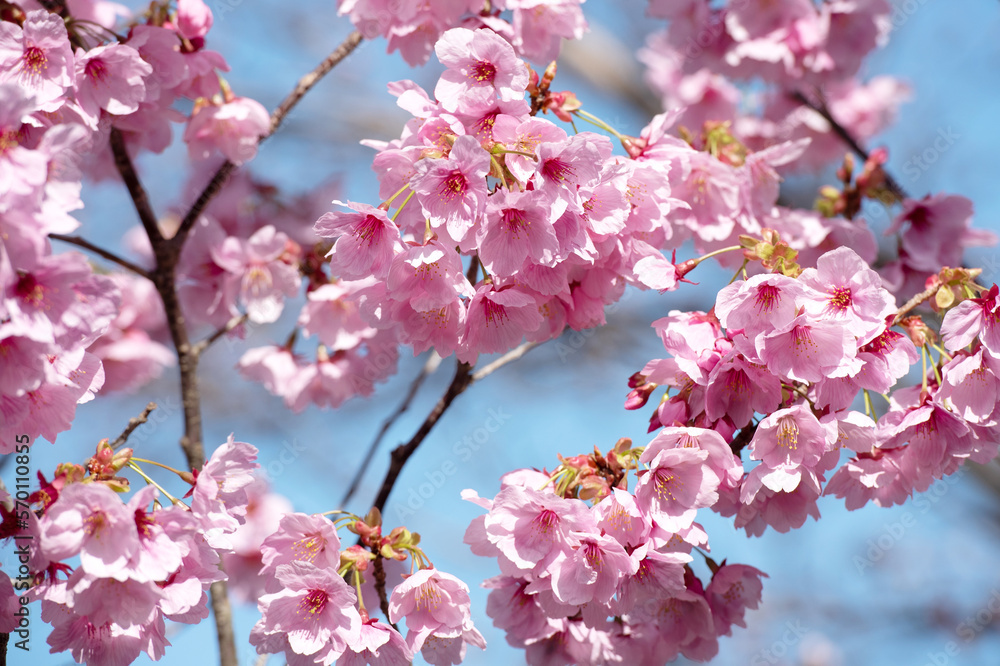 Blossoming cherry flower with blue sky background. Sign of spring Blossoming cherry flower with blue sky background. Sign of spring