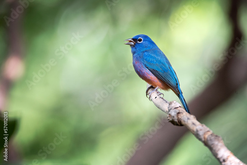 Endemic colourful bird in Chiapas