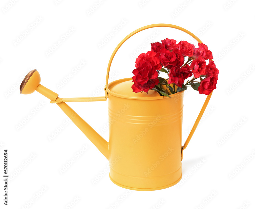 Beautiful roses in watering can isolated on white Beautiful roses in watering can isolated on white