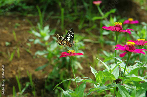 Butterflies perched on a pretty little flower.

