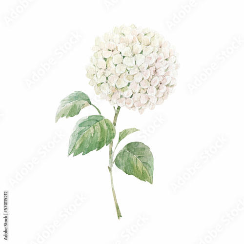 Beautiful floral stock illustration with hand drawn watercolor white hydrangea flower. Clip art.