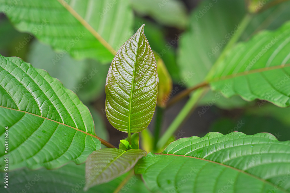 Kratom leaves green leafy plants to have benefits to help reduce fat. Kratom leaves green leafy plants to have benefits to help reduce fat.