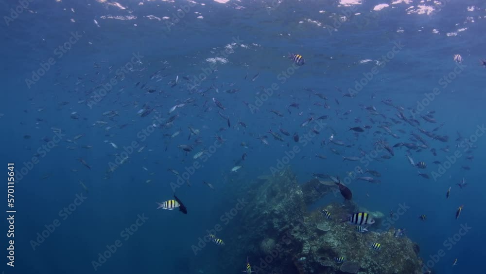 The famous Liberty ship wreck - diving in Tulamben, Bali, Indonesia. 4k underwater video.
