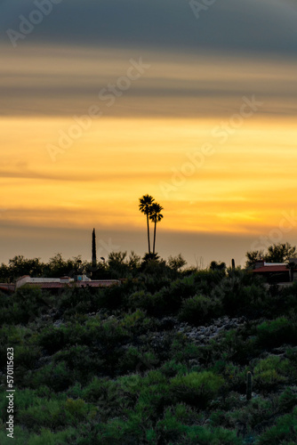 Orange and yellow sunset lighting in the desert hills of arizona with visible sillhouette palm trees in ridge or hill