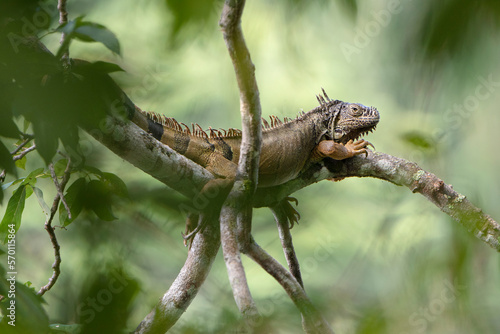 Iguana de gran tamaño y de edad avanzada descansa sobre una rama en la Selva Lacandona junto al río Tzendales photo
