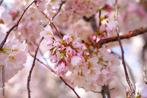Pink cherry blossoms of a sakura cherry prunus tree in spring in Washington, DC