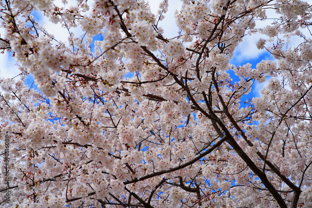 Pink cherry blossoms of a sakura cherry prunus tree in spring in Washington, DC Pink cherry blossoms of a sakura cherry prunus tree in spring in Washington, DC