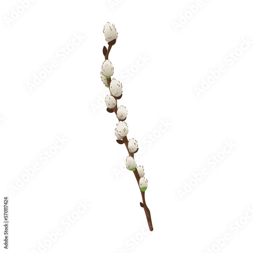 Pussy willow branch on white background