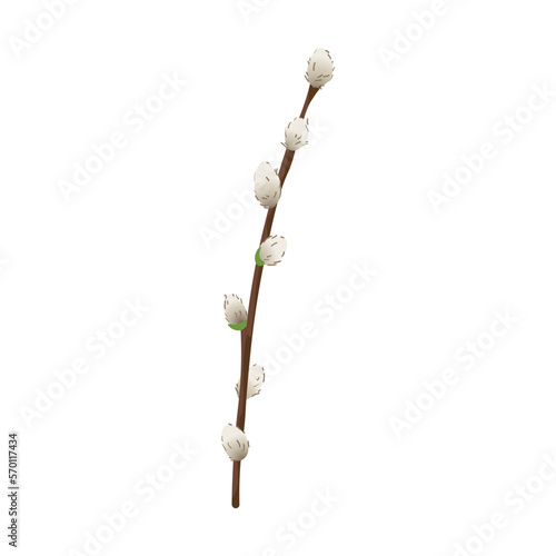 Pussy willow branch on white background