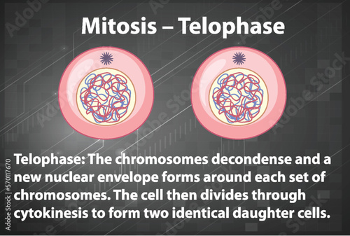 Process of mitosis telophase with explanations