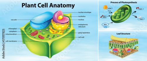 Plant cell anatomy structure