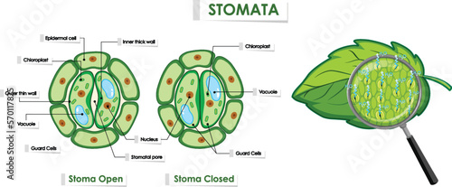 The opening and closing of stomata