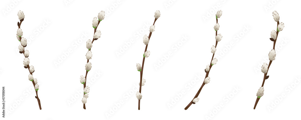 Set of pussy willow branches on white background - obrazy, fototapety, plakaty 