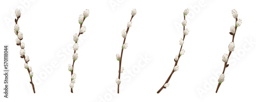 Set of pussy willow branches on white background