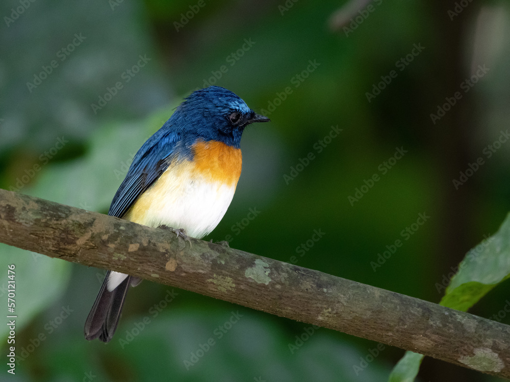 Bird tickells blue fly catcher Bird tickells blue fly catcher