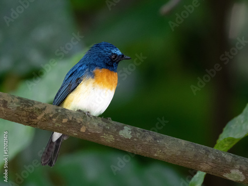 Bird tickells blue fly catcher © senthil