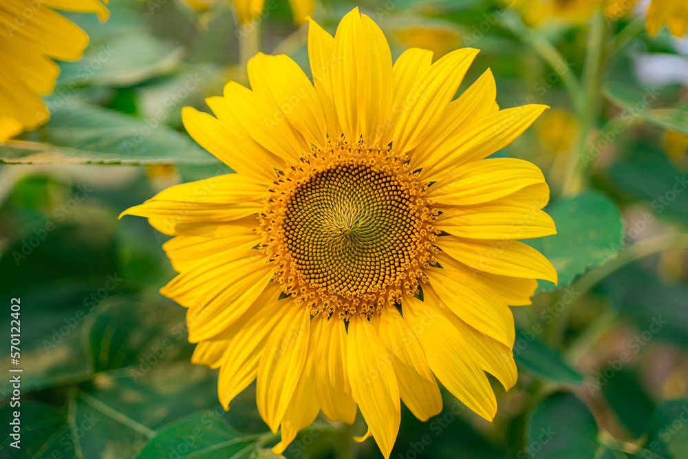 Fototapeta premium Yellow sunflower in the sunset light. Close-up. Sunflower, close-up. Yellow big flower.
