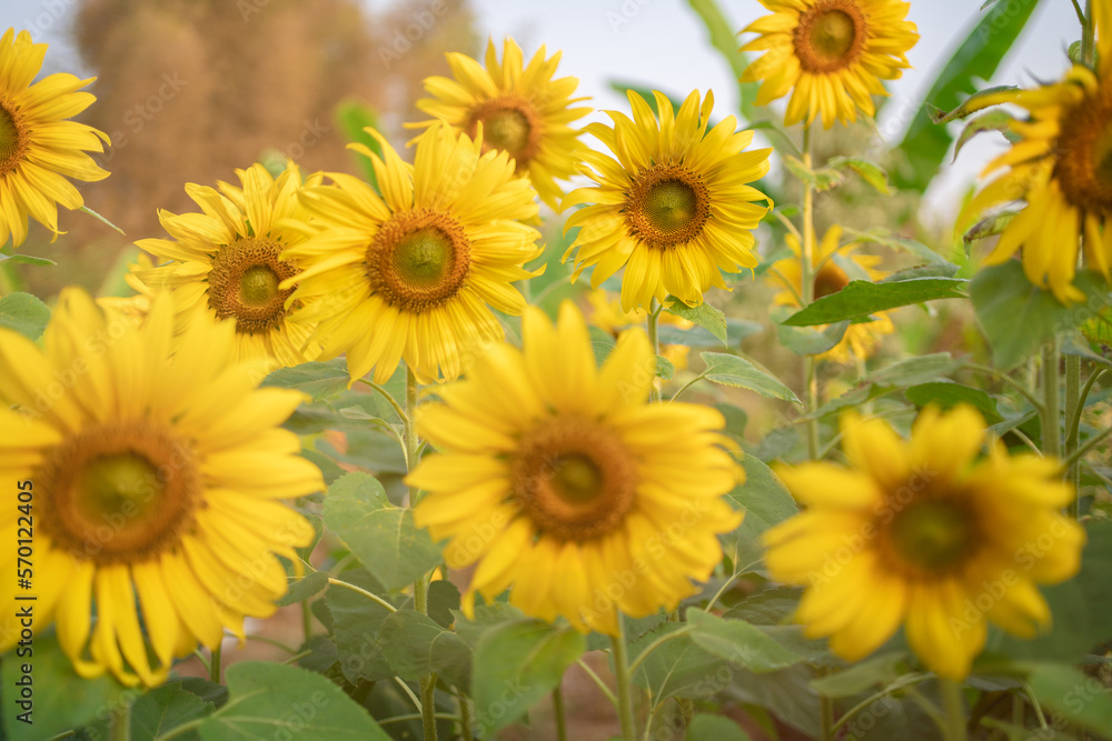 Yellow sunflower in the sunset light. Close-up. Sunflower, close-up. Yellow big flower. Yellow sunflower in the sunset light. Close-up. Sunflower, close-up. Yellow big flower.