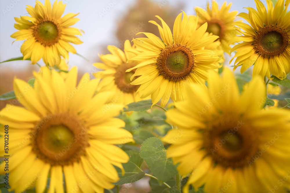 Yellow sunflower in the sunset light. Close-up. Sunflower, close-up. Yellow big flower. Yellow sunflower in the sunset light. Close-up. Sunflower, close-up. Yellow big flower.