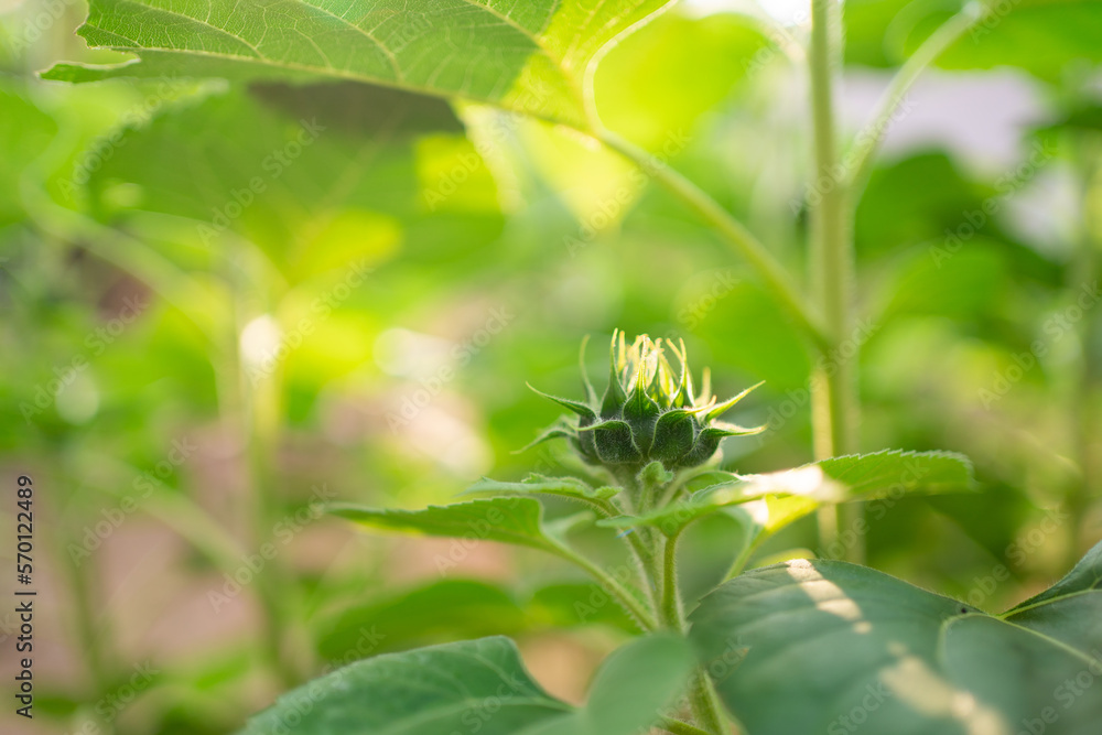 Closeup of unripe sunflower head. Not opened sunflower. Selective focus. Closeup of unripe sunflower head. Not opened sunflower. Selective focus.