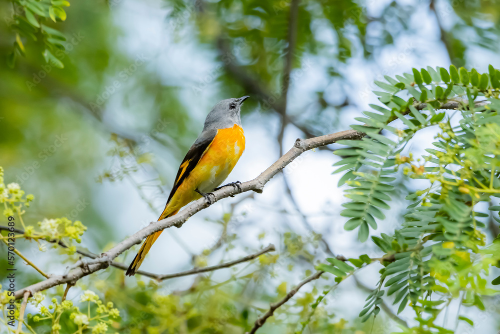 Obraz premium The Scarlet Minivet on a branch