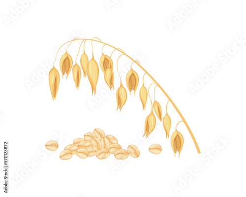 Oats and oat flakes. An ear of oats and scattered grains. Cereal plants. Healthy vegetarian food. Vector illustration isolated on a white background