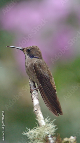 Brown violetear (Colibri delphinae) hummingbird perched on a branch in Mindo, Ecuador photo