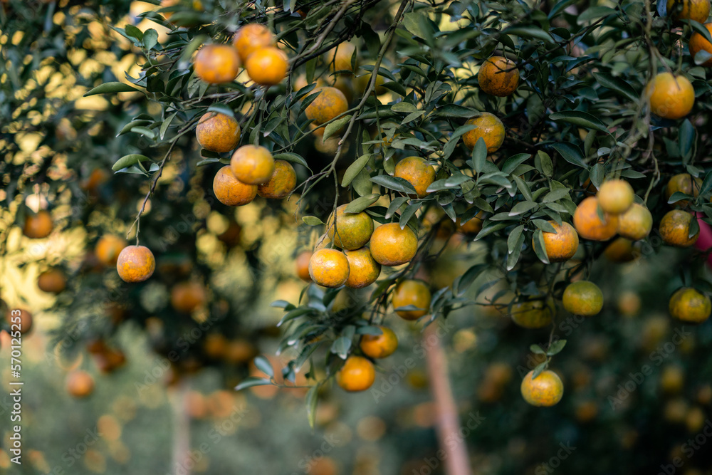 Tangerines or Sai Nam Phueng Orange farm. Tangerines or Sai Nam Phueng Orange farm.