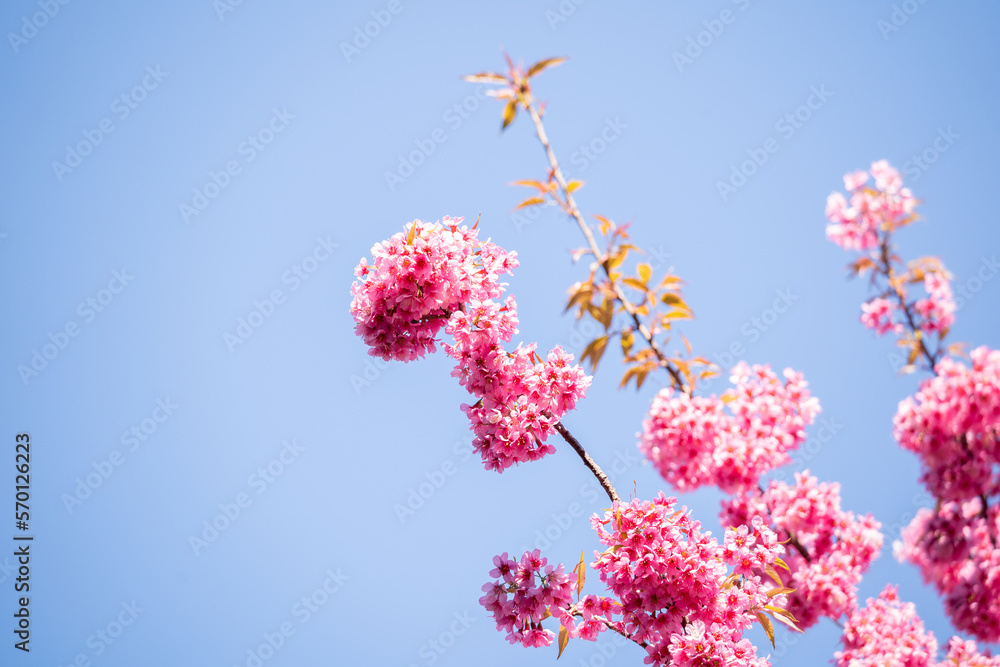 Beautiful pink cherry blossoms, sakura flowers. Beautiful pink cherry blossoms, sakura flowers.
