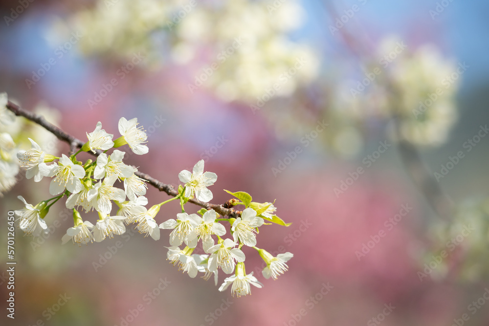 Close up branches of white  blossom with blue sky background.