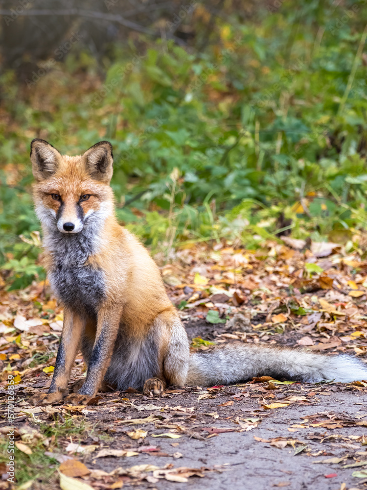 Close up of a red fox Vulpes vulpes, sitting on a path in the forest.