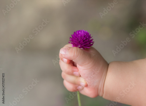 flower in baby hand,Little hand with flower,baby hand holding red flower