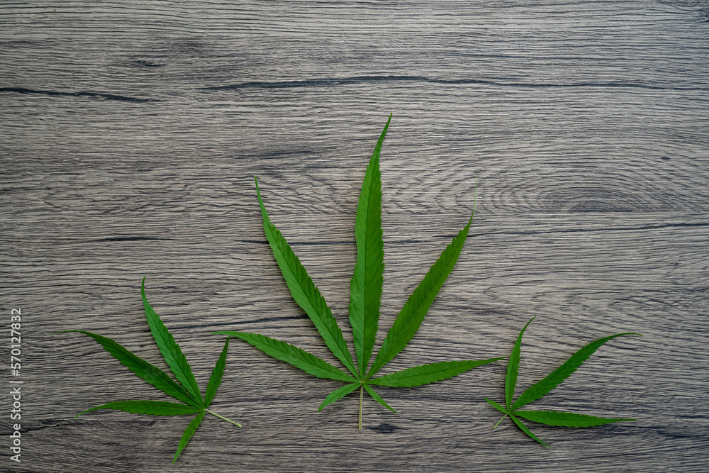 Obraz premium Cannabis leaves on brown wooden background.