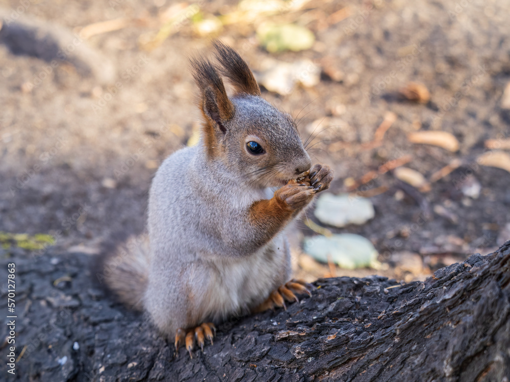 The squirrel with nut sits on tree in the autumn. Eurasian red squirrel, Sciurus vulgaris. The squirrel with nut sits on tree in the autumn. Eurasian red squirrel, Sciurus vulgaris.
