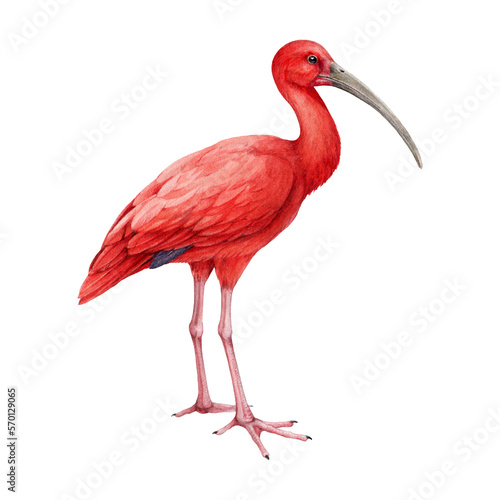 Scarlet ibis watercolor illustration. Hand drawn beautiful bright tropical bird. Eudocimus ruber avian detailed realistic image. Scarlet ibis bird hand drawn illustration. photo