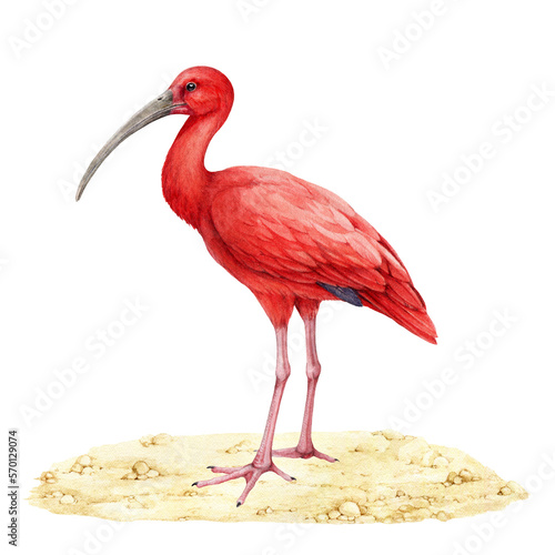 Scarlet ibis on sandy ground illustration. Hand drawn beautiful bright tropical bird. Eudocimus ruber avian watercolor detailed realistic image. Scarlet ibis bird element. photo