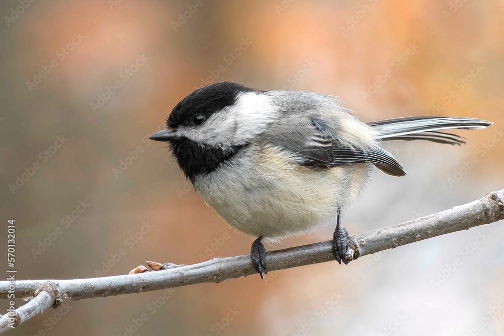 Naklejka premium Sweet Morning Chickadee. A backyard regular, Black Capped Chickadee (Poecile atricapillus) observes the large world around it on a warm spring morning.