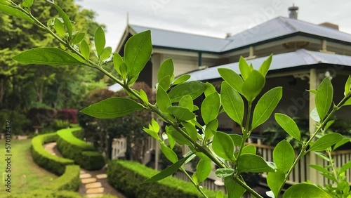 Super cinematic establishing shot of a classic traditional country Queenslander house, nestling in neatly manicured landscaped garden deep in the Queensland Hinterland photo