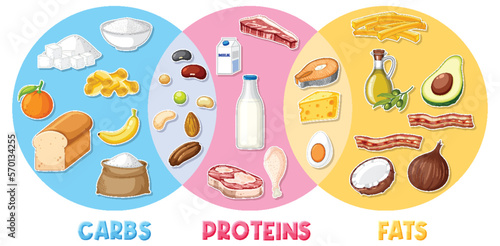 Main food groups macronutrients vector