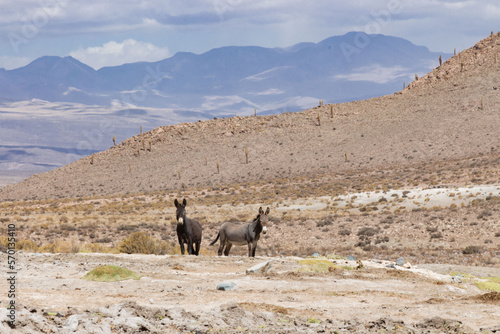 Photography wild donkeys in las vegas de turi, alto loa