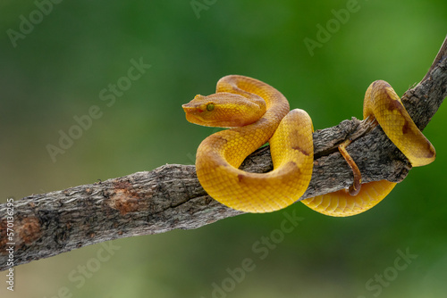 Yellow female flat nosed pit viper Craspedocephalus puniceus coils its body while hanging on a branch with bokeh background  © Ralfa Padantya