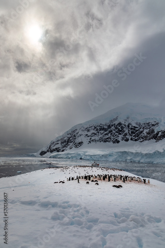 Wallpaper Mural A Gentoo Penguin rookery at Neko Bay Antarctica Torontodigital.ca