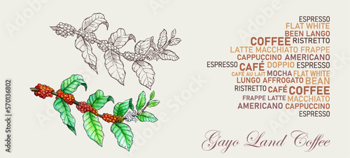 Illustrations about coffee and the process of growing coffee to harvest, suitable for coffee festivals, t-shirts, backgrounds and so on