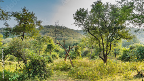 Jungle landscape. Lush green grass in the meadow. Thickets of trees and bushes on the hills. Bizarrely crossed dry trunks are visible. India. Sariska National Park