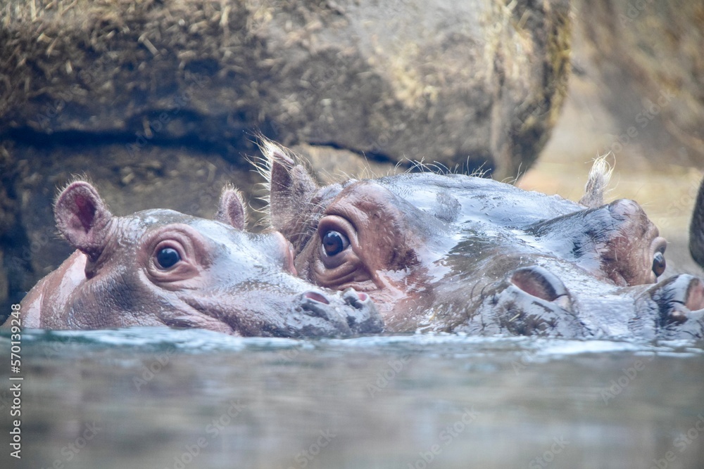 Fototapeta premium hippopotamus and baby in water