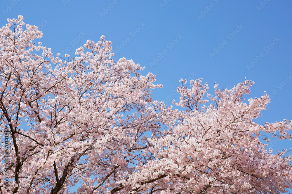 SAKURA-Cherry blossoms shining in the blue sky, old trees that have grown big are in full bloom.
桜-青空に映える桜、大きく育った古木が満開。