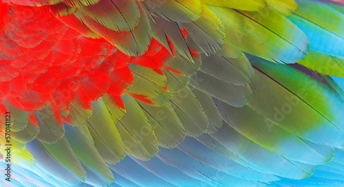 Colorful Parrot macaw wing, tropical bird plumage pattern, Pantanal, Brazil