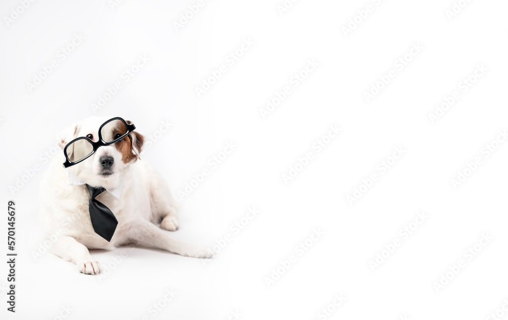Fototapeta premium Portrait of a funny dog in a tie. On a white background